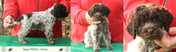 Lagotto romagnolo - cuccioli | Foto 4