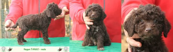 Lagotto romagnolo - cuccioli | Foto 3