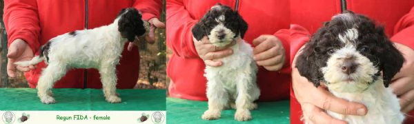 Lagotto romagnolo - cuccioli | Foto 2