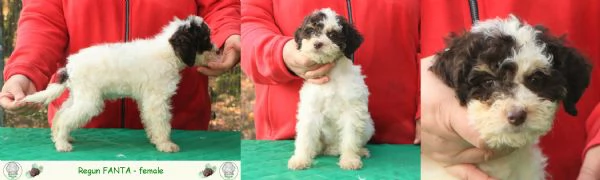 Lagotto romagnolo - cuccioli | Foto 0