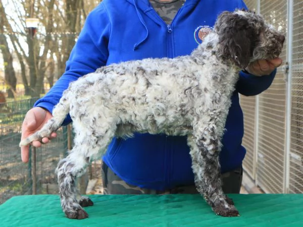 Lagotto romagnolo cucciolo | Foto 1
