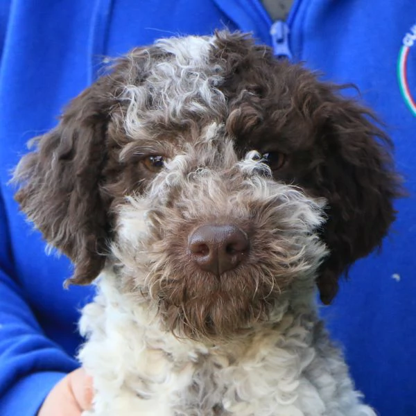 Lagotto romagnolo cucciolo