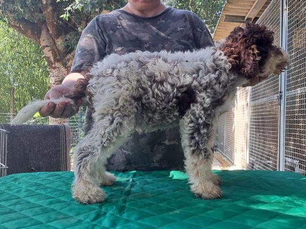 Lagotto romagnolo cucciolo | Foto 1