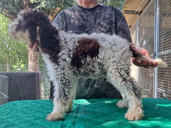 Lagotto romagnolo cucciolo | Foto 0