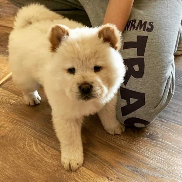 cuccioli di Chow Chow buona genealogia