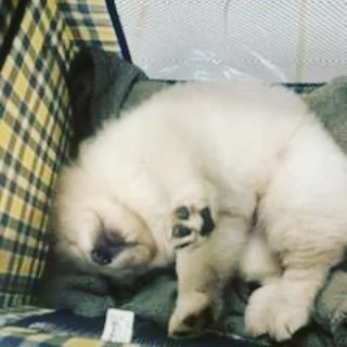 cuccioli di Chow Chow buona genealogia | Foto 1