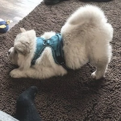 cuccioli di volpino di Chow Chow buona genealogia | Foto 0