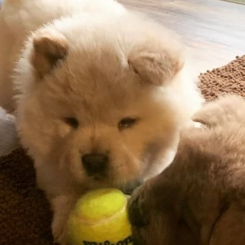 vendo cuccioli di volpino di Chow Chow  | Foto 0