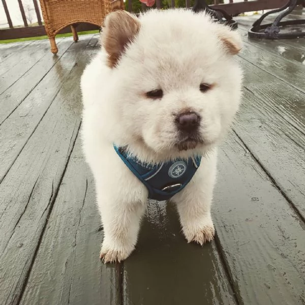 Chow Chow buona genealogia | Foto 0