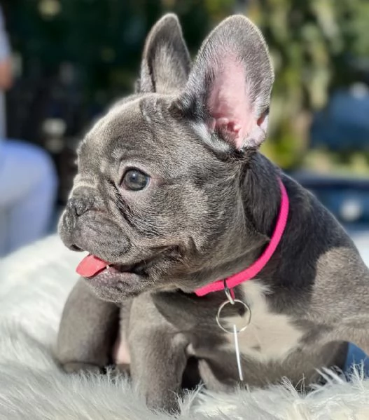 Cuccioli di bulldog [hidden] blu occhi azzurri | Foto 0