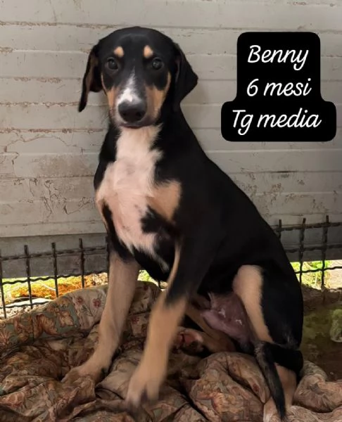 CUCCIOLOTTI SENZA CASA Né SPERANZE | Foto 6