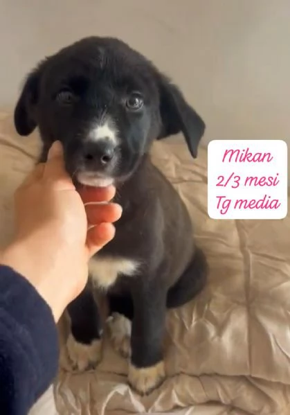 CUCCIOLOTTI SENZA CASA N&eacute; SPERANZE | Foto 6