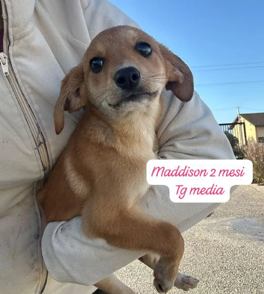 CUCCIOLOTTI SENZA CASA N&eacute; SPERANZE | Foto 6