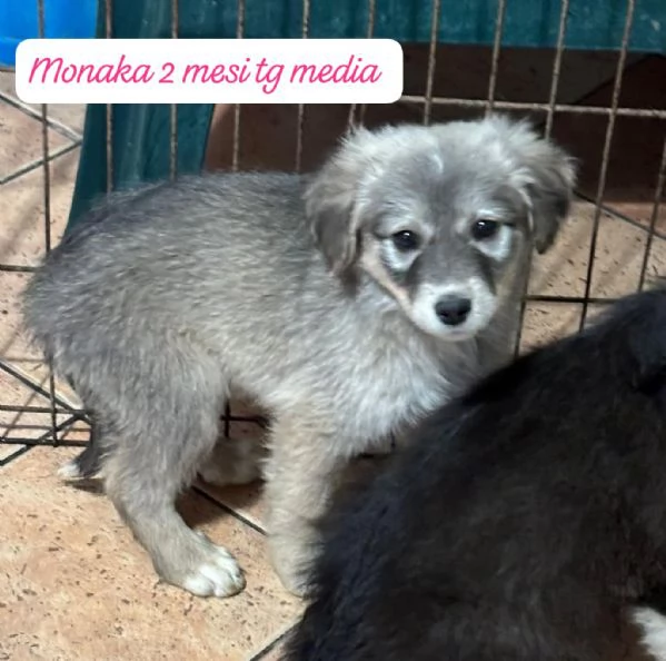 CUCCIOLOTTI SENZA CASA N&eacute; SPERANZE