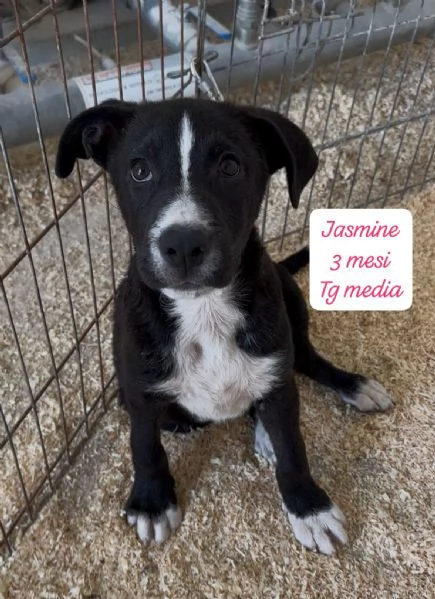 CUCCIOLOTTI SENZA CASA N&eacute; SPERANZE | Foto 6