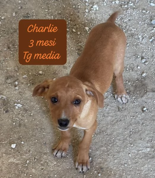 CUCCIOLOTTI SENZA CASA N&eacute; SPERANZE | Foto 5