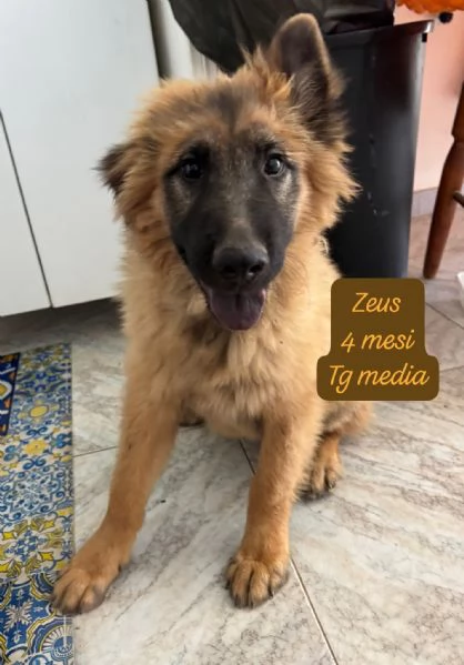 CUCCIOLOTTI SENZA CASA N&eacute; SPERANZE | Foto 5
