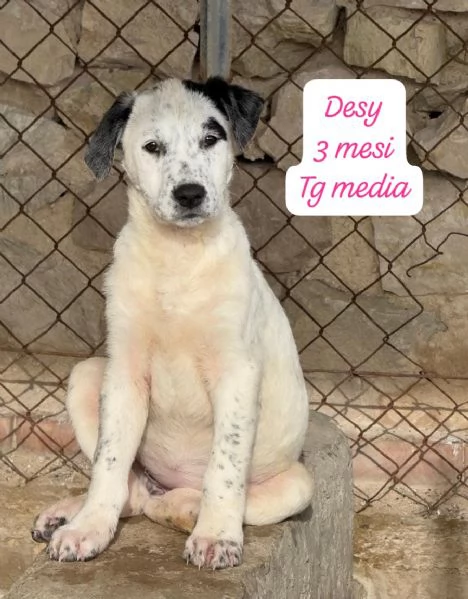 CUCCIOLOTTI SENZA CASA N&eacute; SPERANZE | Foto 4