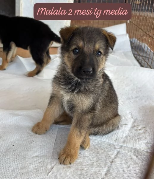 CUCCIOLOTTI SENZA CASA N&eacute; SPERANZE | Foto 4