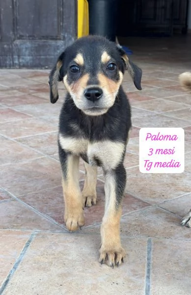 CUCCIOLOTTI SENZA CASA N&eacute; SPERANZE | Foto 3