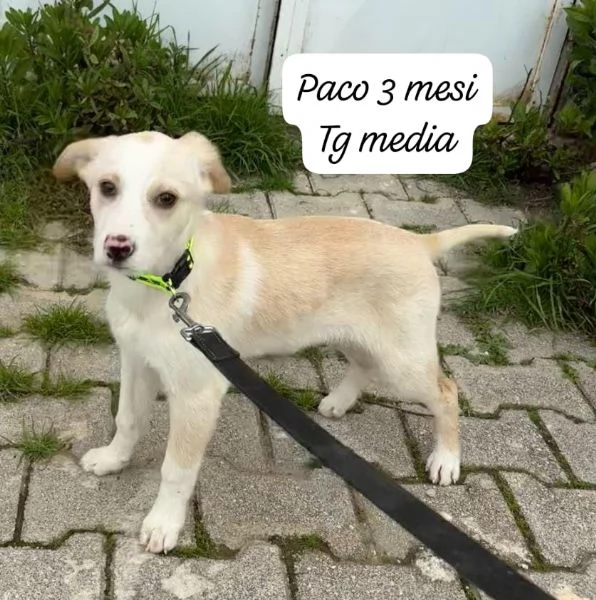 CUCCIOLOTTI SENZA CASA N&eacute; SPERANZE | Foto 3