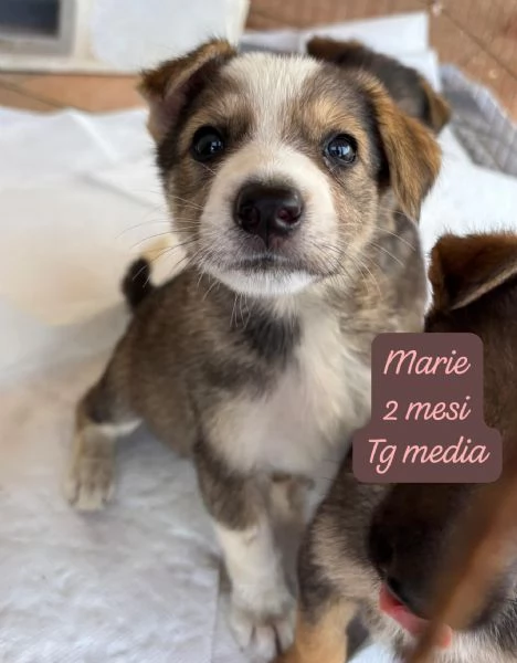 CUCCIOLOTTI SENZA CASA N&eacute; SPERANZE | Foto 2