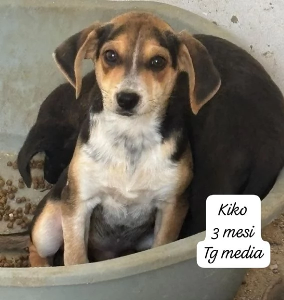 CUCCIOLOTTI SENZA CASA N&eacute; SPERANZE | Foto 2