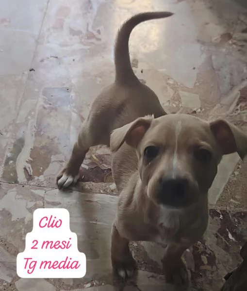 CUCCIOLOTTI SENZA CASA N&eacute; SPERANZE | Foto 1