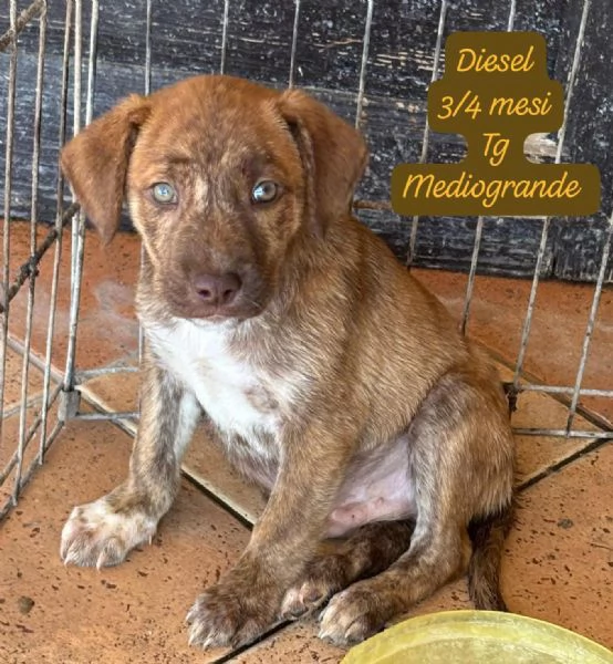 CUCCIOLOTTI SENZA CASA Né SPERANZE | Foto 2