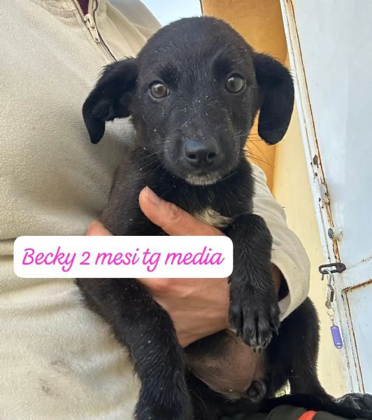 CUCCIOLOTTI SENZA CASA N&eacute; SPERANZE | Foto 0