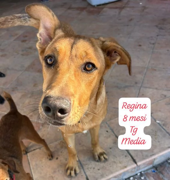 CUCCIOLOTTI SENZA CASA Né SPERANZE | Foto 1