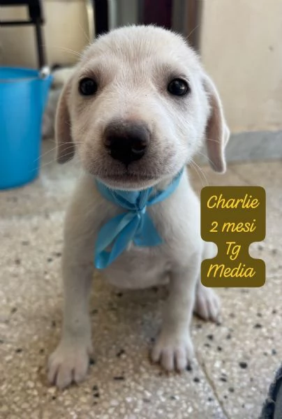 CUCCIOLOTTI SENZA CASA N&eacute; SPERANZE | Foto 1