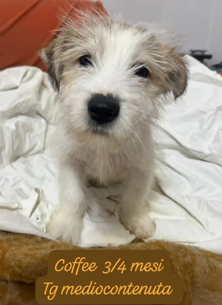 CUCCIOLOTTI SENZA CASA N&eacute; SPERANZE | Foto 0