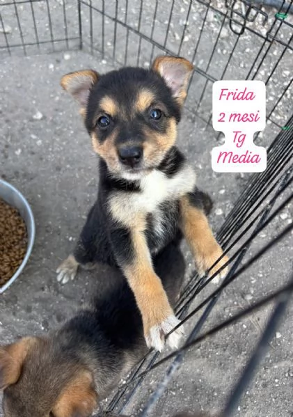 CUCCIOLOTTI SENZA CASA N&eacute; SPERANZE | Foto 0