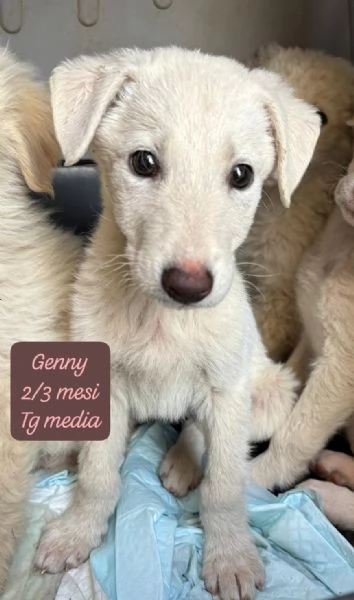 CUCCIOLOTTI SENZA CASA Né SPERANZE