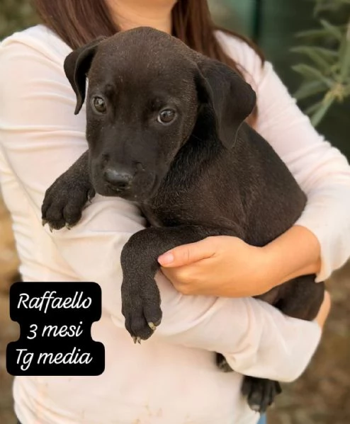 CUCCIOLOTTI SENZA CASA Né SPERANZE | Foto 0
