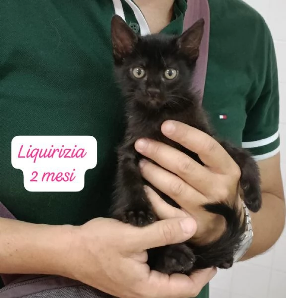 GATTINI IN ADOZIONE! Urgentissimo  | Foto 19