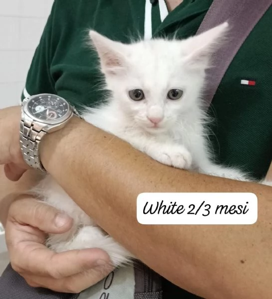 GATTINI IN ADOZIONE! Urgentissimo  | Foto 18