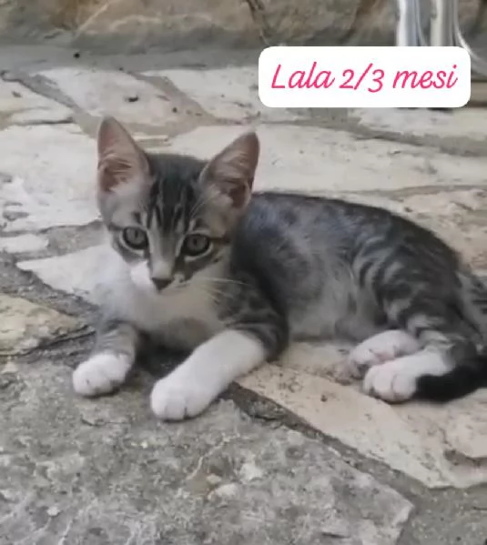 GATTINI IN ADOZIONE! Urgentissimo  | Foto 17