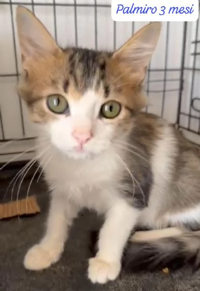 GATTINI IN ADOZIONE! Urgentissimo  | Foto 16