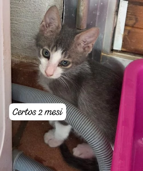 GATTINI IN ADOZIONE! Urgentissimo  | Foto 15