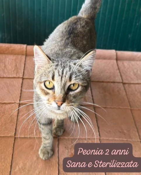 GATTINI IN ADOZIONE! Urgentissimo  | Foto 5