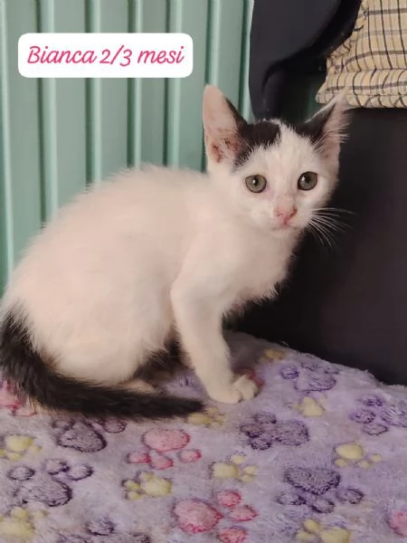 GATTINI IN ADOZIONE! Urgentissimo  | Foto 7