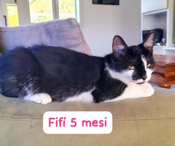 GATTINI IN ADOZIONE! Urgentissimo  | Foto 14