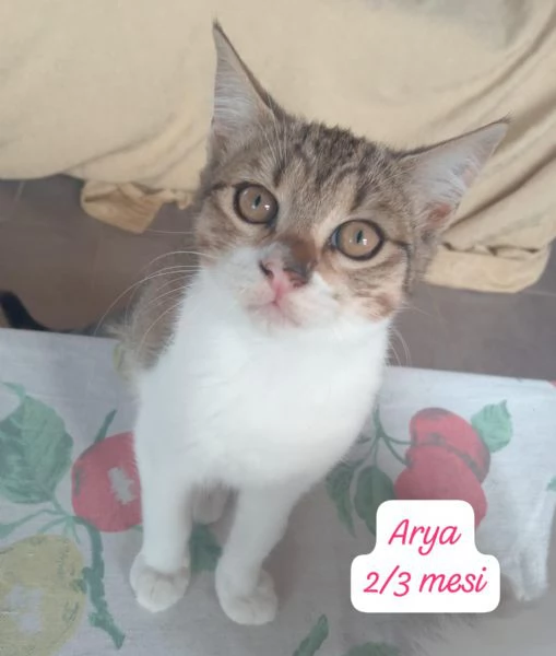 GATTINI IN ADOZIONE! Urgentissimo  | Foto 13