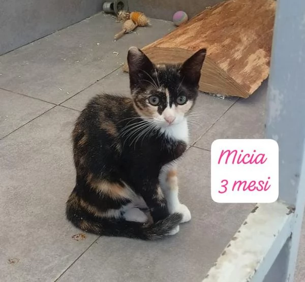 GATTINI IN ADOZIONE! Urgentissimo  | Foto 12