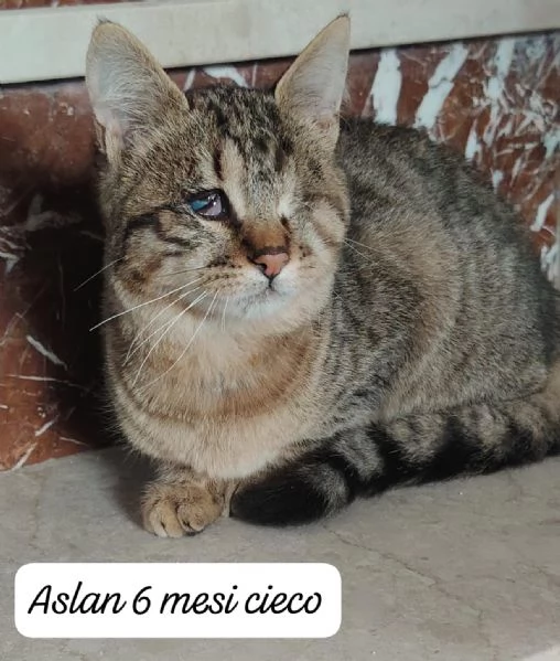 GATTINI IN ADOZIONE! Urgentissimo  | Foto 3