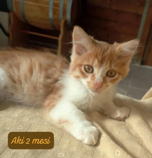 GATTINI IN ADOZIONE! Urgentissimo  | Foto 11