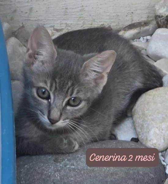 GATTINI IN ADOZIONE! Urgentissimo  | Foto 10