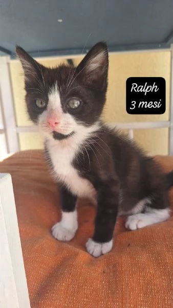 GATTINI IN ADOZIONE! Urgentissimo  | Foto 5